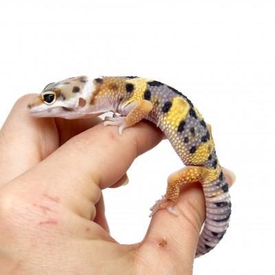 Eublepharis macularius "Jungle" - Gecko léopard