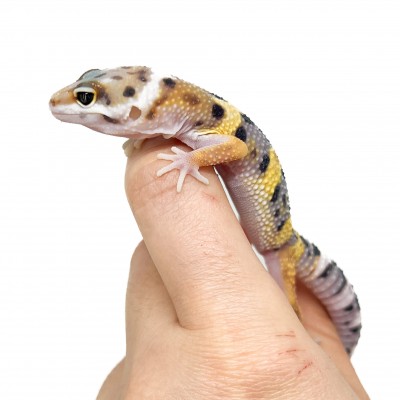 Eublepharis macularius "Jungle" - Gecko léopard