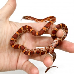 Pantherophis guttatus "Het...