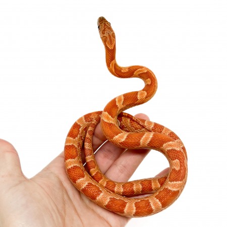 Pantherophis guttatus "Sunkissed" - Serpent des blés