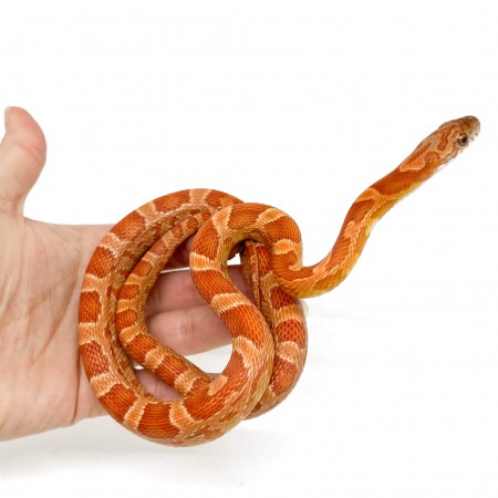 Pantherophis guttatus "Sunkissed" - Serpent des blés