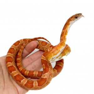 Pantherophis guttatus...