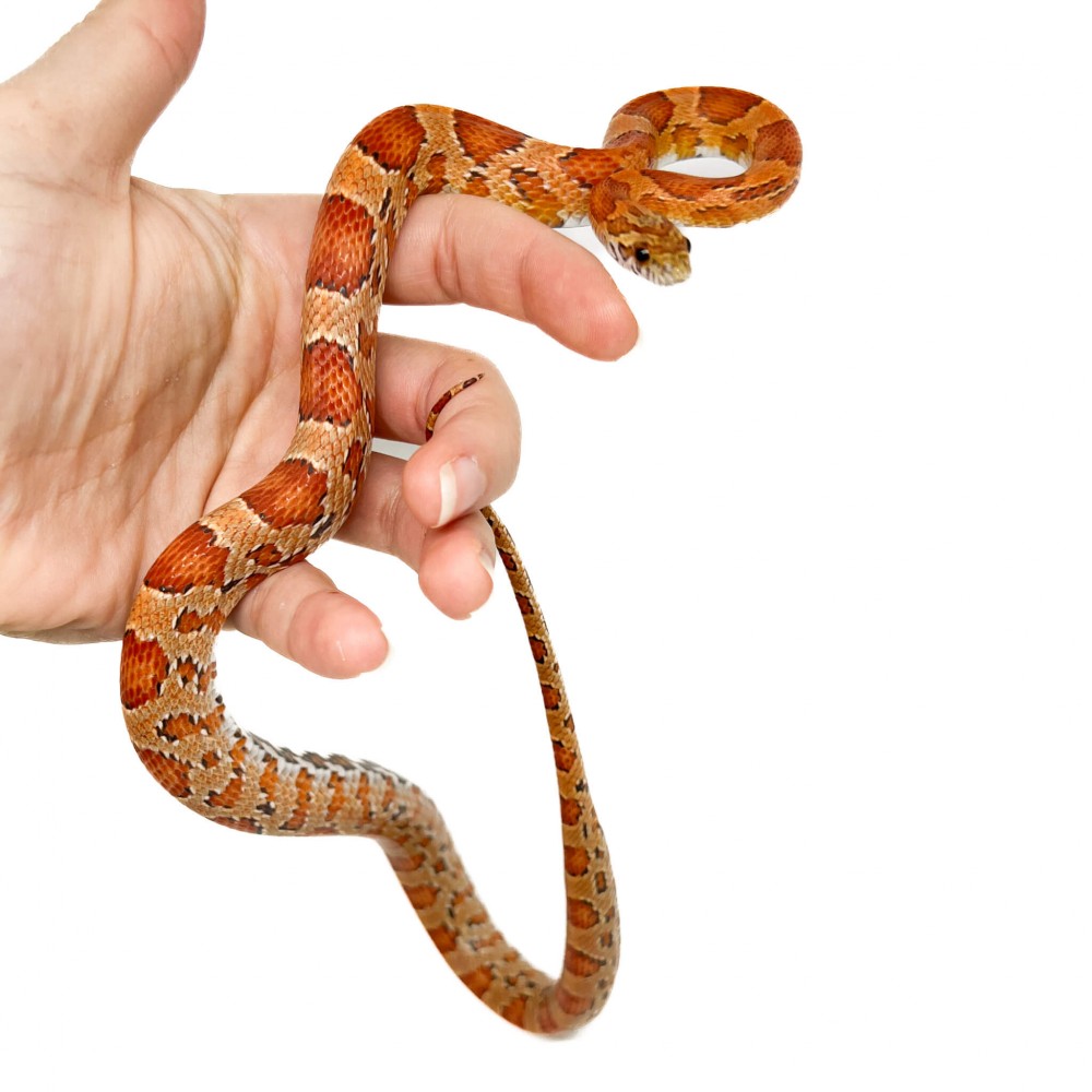 Pantherophis guttatus "Sunkissed" - Serpent des blés