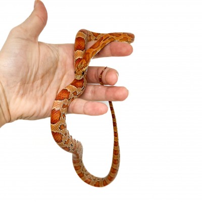 Pantherophis guttatus "Sunkissed" - Serpent des blés