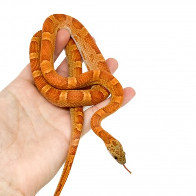 Pantherophis guttatus "Sunkissed Motley" - Serpent des blés