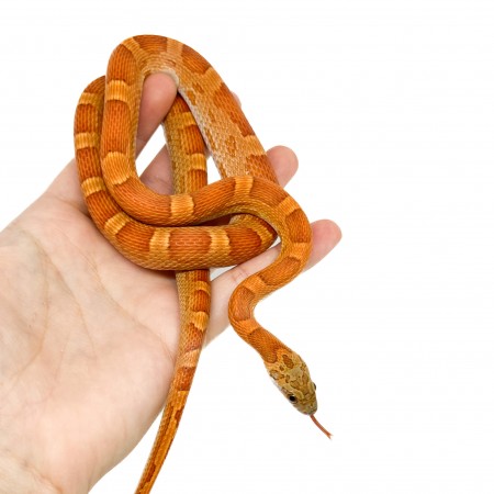 Pantherophis guttatus "Sunkissed Motley" - Serpent des blés