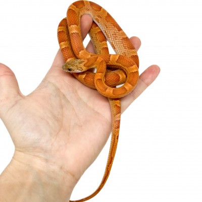 Pantherophis guttatus "Sunkissed Motley" - Serpent des blés