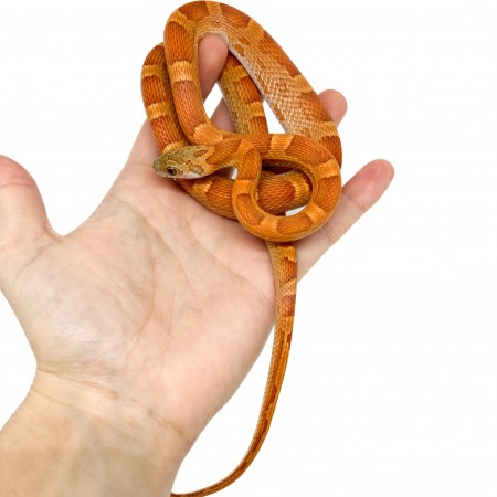 Pantherophis guttatus "Sunkissed Motley" - Serpent des blés