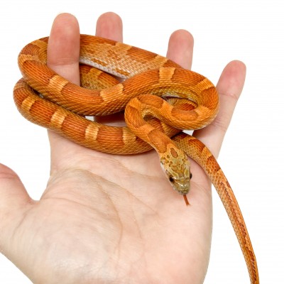 Pantherophis guttatus "Sunkissed Motley" - Serpent des blés