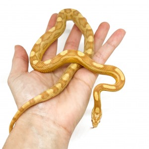 Pantherophis guttatus...