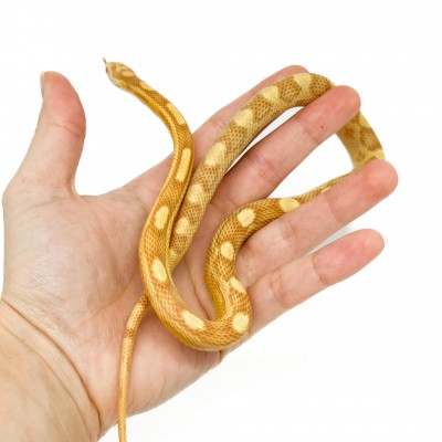 Pantherophis guttatus "Butter motley" - Serpent des blés