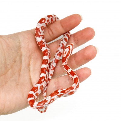 Pantherophis guttatus "Amelanistic" - Serpent des blés