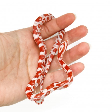 Pantherophis guttatus "Amelanistic" - Serpent des blés