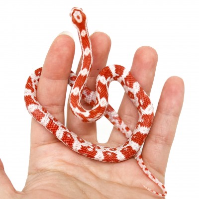 Pantherophis guttatus "Amelanistic" - Serpent des blés