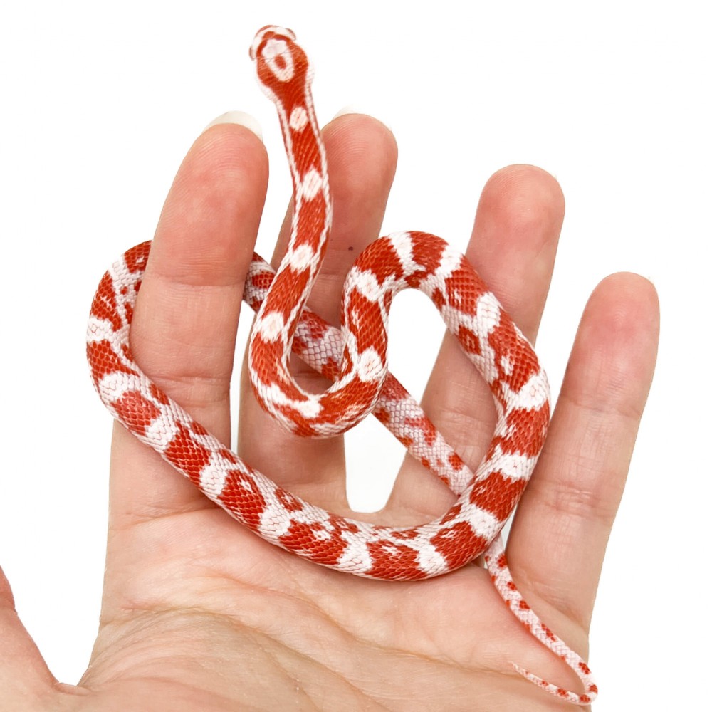 Pantherophis guttatus "Amelanistic" - Serpent des blés