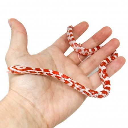 Pantherophis guttatus "Amelanistic" - Serpent des blés