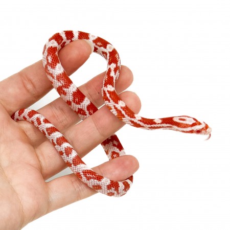 Pantherophis guttatus "Amelanistic" - Serpent des blés