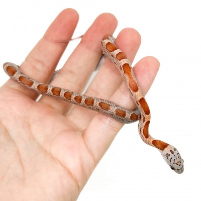 Pantherophis guttatus "Sunkissed Motley" - Serpent des blés