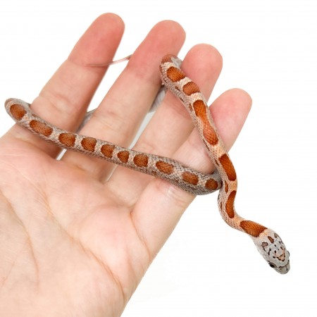 Pantherophis guttatus "Sunkissed Motley" - Serpent des blés