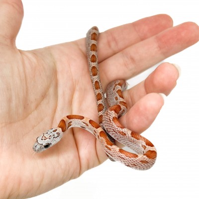 Pantherophis guttatus "Sunkissed Motley" - Serpent des blés