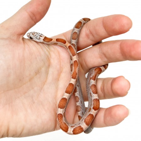 Pantherophis guttatus "Sunkissed Motley" - Serpent des blés