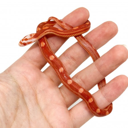 Pantherophis guttatus "Amelanistic Motley" - Serpent des blés