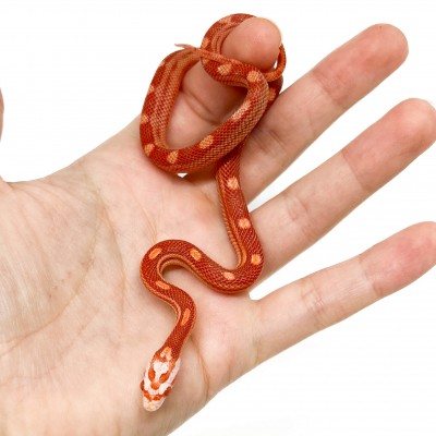 Pantherophis guttatus "Amelanistic Motley" - Serpent des blés