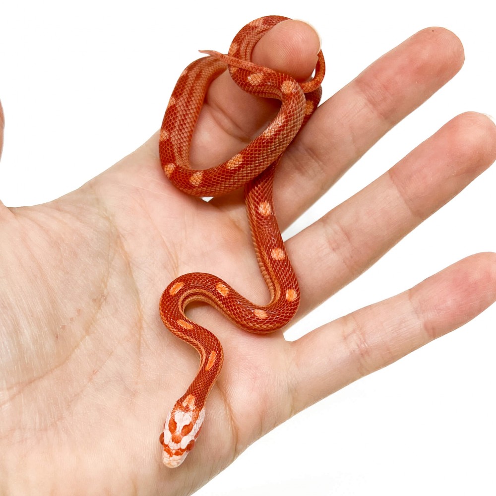 Pantherophis guttatus "Amelanistic Motley" - Serpent des blés