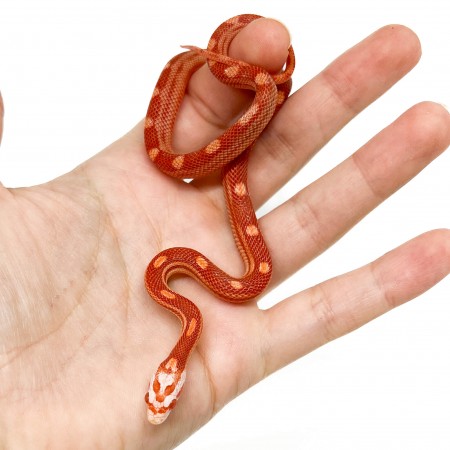 Pantherophis guttatus "Amelanistic Motley" - Serpent des blés