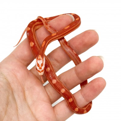 Pantherophis guttatus "Amelanistic Motley" - Serpent des blés