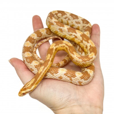 Pantherophis guttatus "Butter" - Serpent des blés