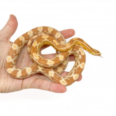 Pantherophis guttatus "Butter" - Serpent des blés