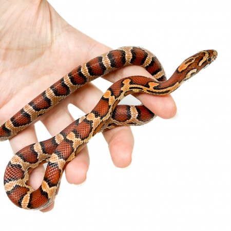 Pantherophis guttatus "Okeetee" - Serpent des blés