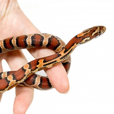 Pantherophis guttatus "Okeetee" - Serpent des blés