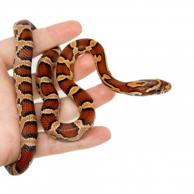 Pantherophis guttatus "Okeetee" - Serpent des blés