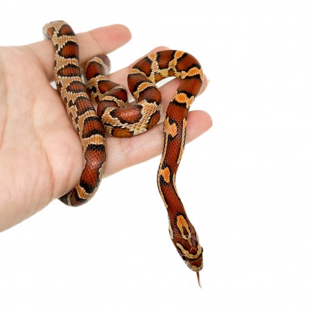 Pantherophis guttatus "Okeetee" - Serpent des blés