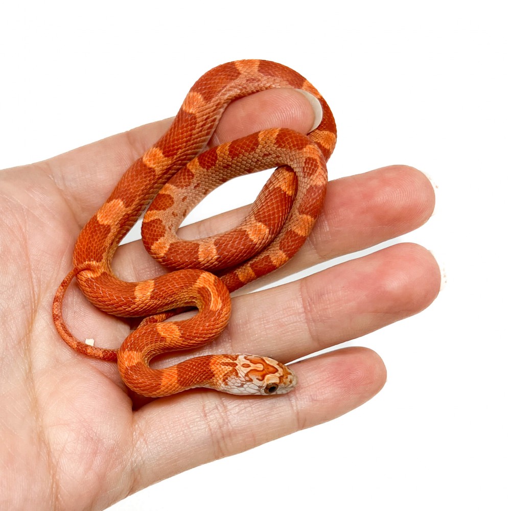 Pantherophis guttatus "Sunkissed Motley" - Serpent des blés