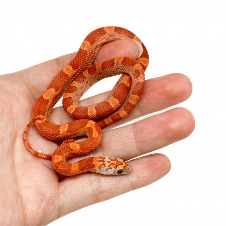 Pantherophis guttatus "Sunkissed Motley" - Serpent des blés