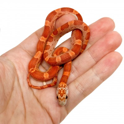 Pantherophis guttatus "Sunkissed Motley" - Serpent des blés