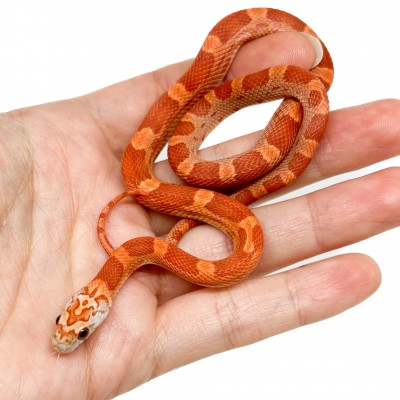 Pantherophis guttatus "Sunkissed Motley" - Serpent des blés