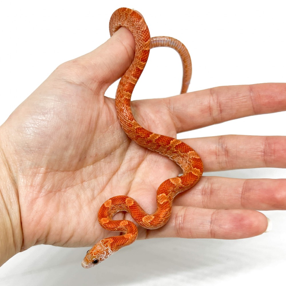 Pantherophis guttatus "Sunkissed Bloodred" - Serpent des blés