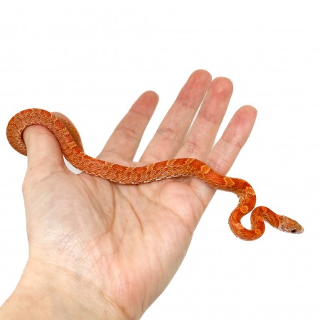 Pantherophis guttatus "Sunkissed Bloodred" - Serpent des blés