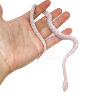 Pantherophis guttatus "Peppermint Blood" - Serpent des blés