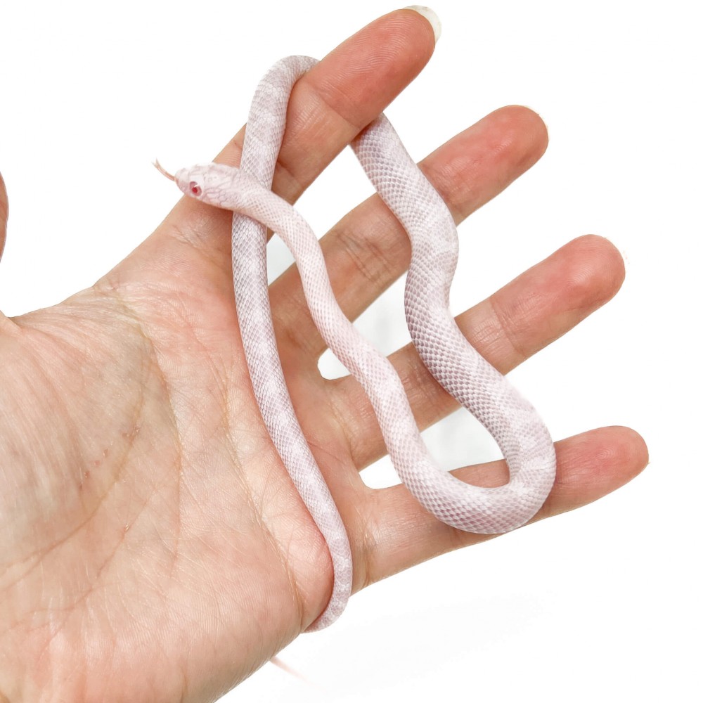Pantherophis guttatus "Peppermint Blood" - Serpent des blés