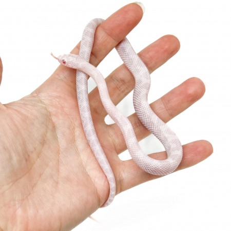 Pantherophis guttatus "Peppermint Blood" - Serpent des blés