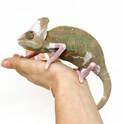 Chamaeleo calyptratus "Piebald" - Caméléon casqué du Yemen