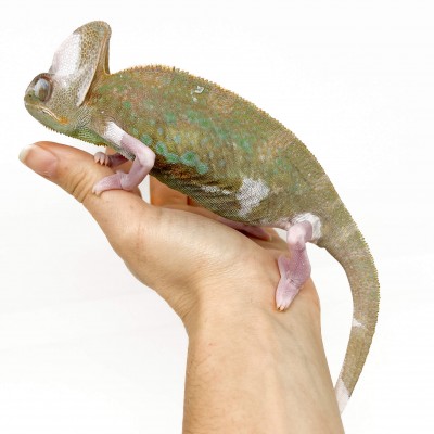 Chamaeleo calyptratus "Piebald" - Caméléon casqué du Yemen