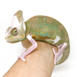 Chamaeleo calyptratus...