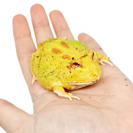 Ceratophrys cranwelli "Pikachu" - Grenouille Pacman