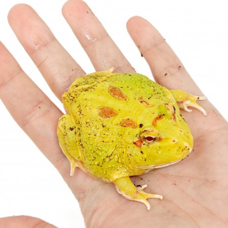 Ceratophrys cranwelli "Pikachu" - Grenouille Pacman